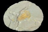 Unusual Myopsolenites Cambrian Trilobite - Tinjdad, Morocco #101811-1